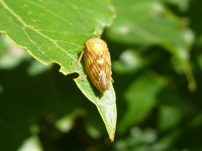 Cicadellidae, Issidae, Aphrophoridae .....